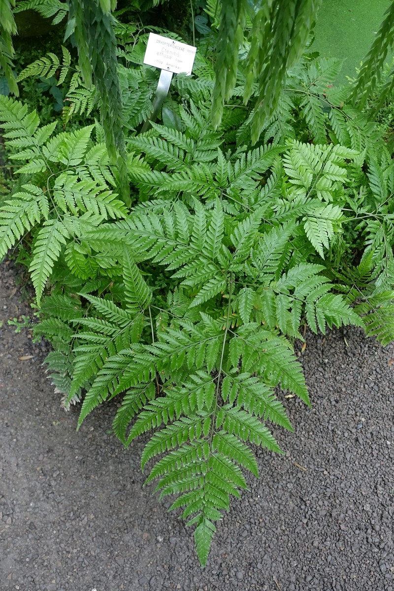 False Shieldfern photo 2