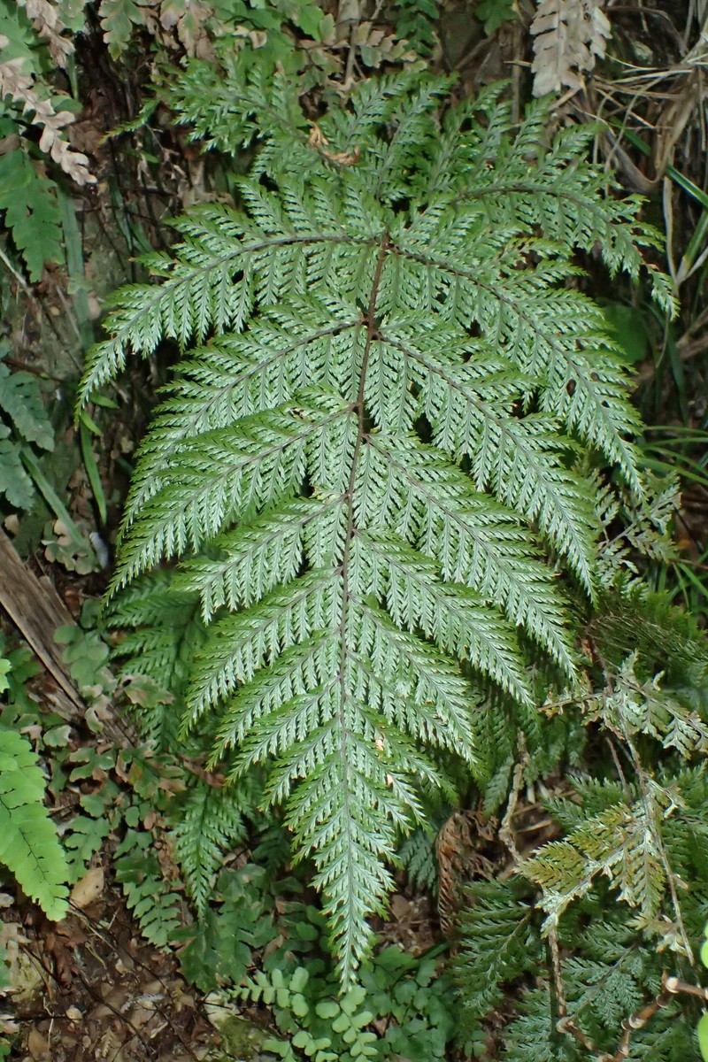 Lastreopsis hispida