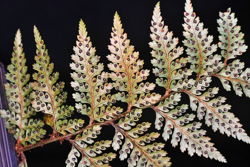 Lastreopsis killipii