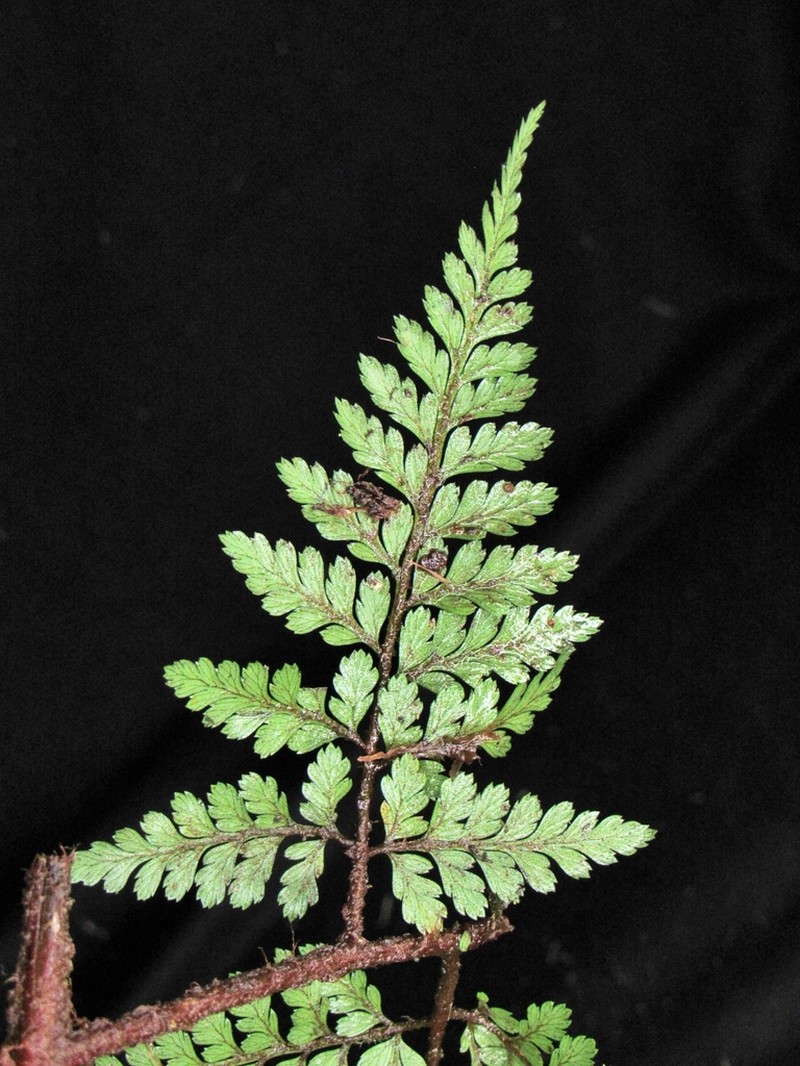 Lastreopsis killipii photo 2