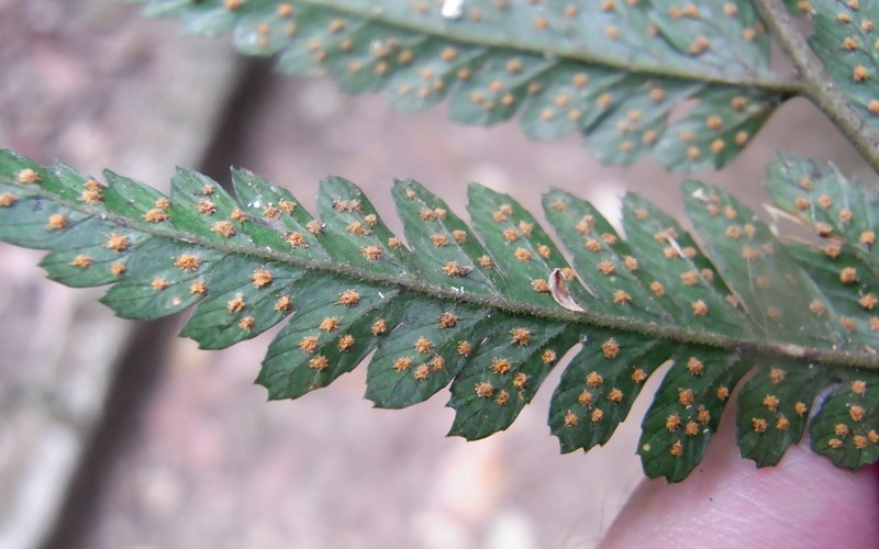 Lastreopsis marginans
