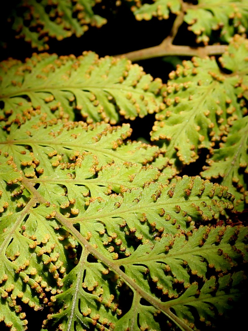 Lastreopsis nephrodioides