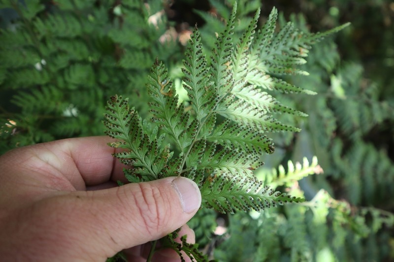 Lastreopsis nephrodioides photo 2