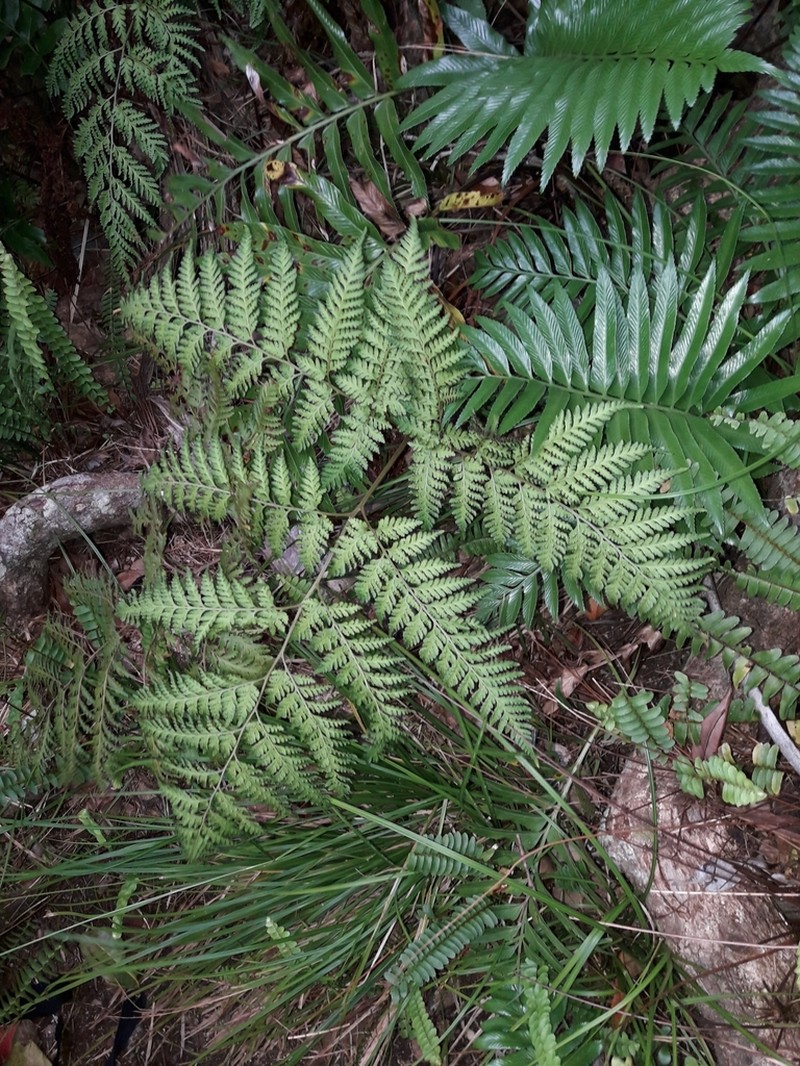 Lastreopsis nephrodioides photo 3