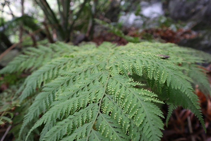 Lastreopsis nephrodioides photo 4