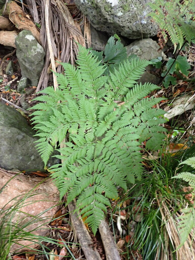 Lastreopsis nephrodioides photo 5