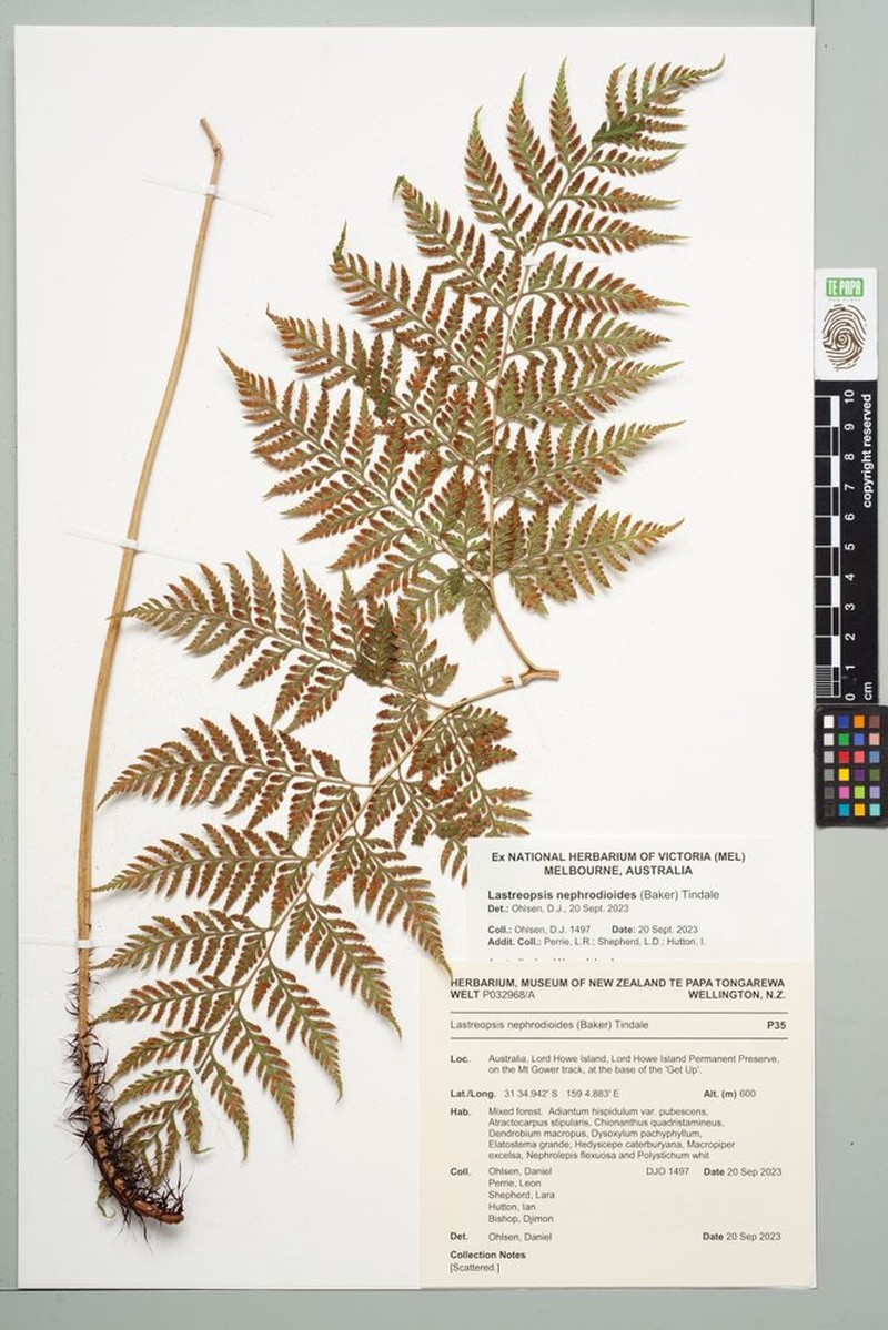Lastreopsis nephrodioides photo 6