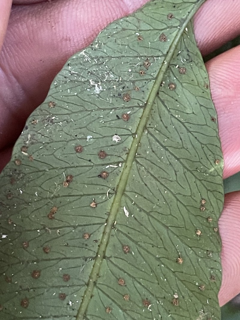 Lastreopsis poecilophlebia photo 2