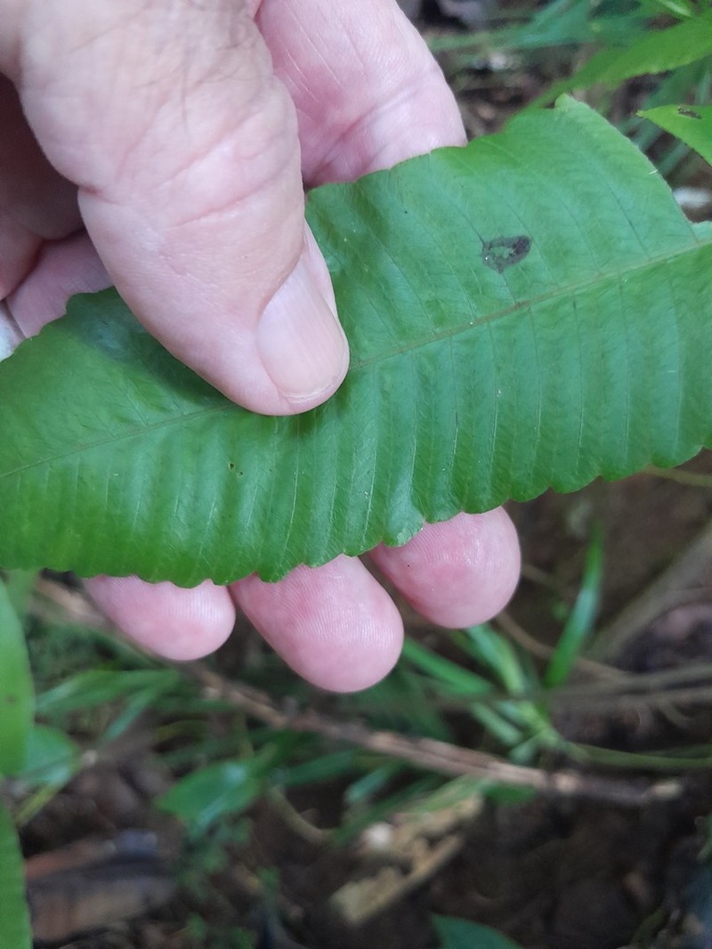 Lastreopsis poecilophlebia photo 4