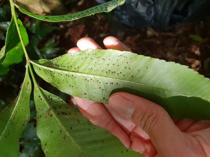 Lastreopsis poecilophlebia photo 8