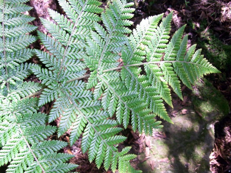 Lastreopsis silvestris