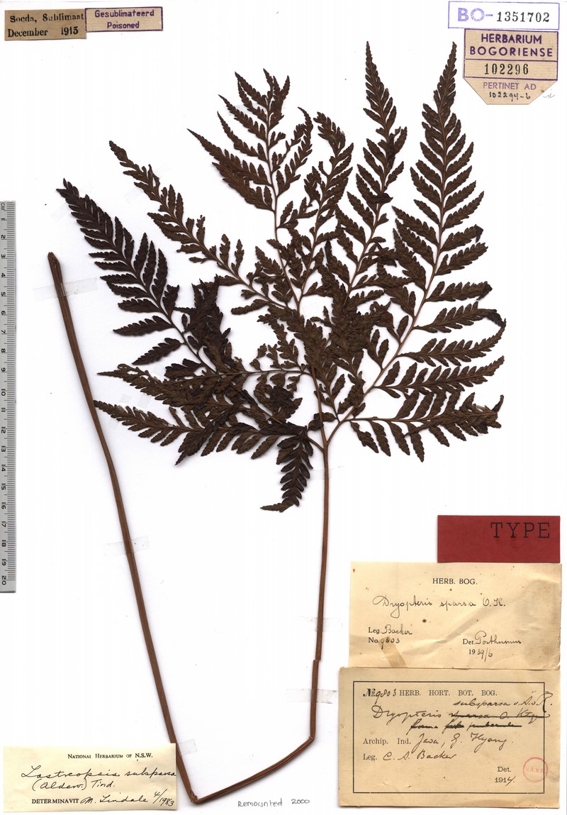 Lastreopsis subsparsa