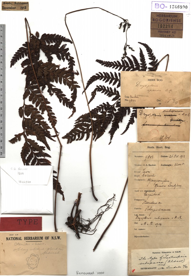 Lastreopsis subsparsa photo 2