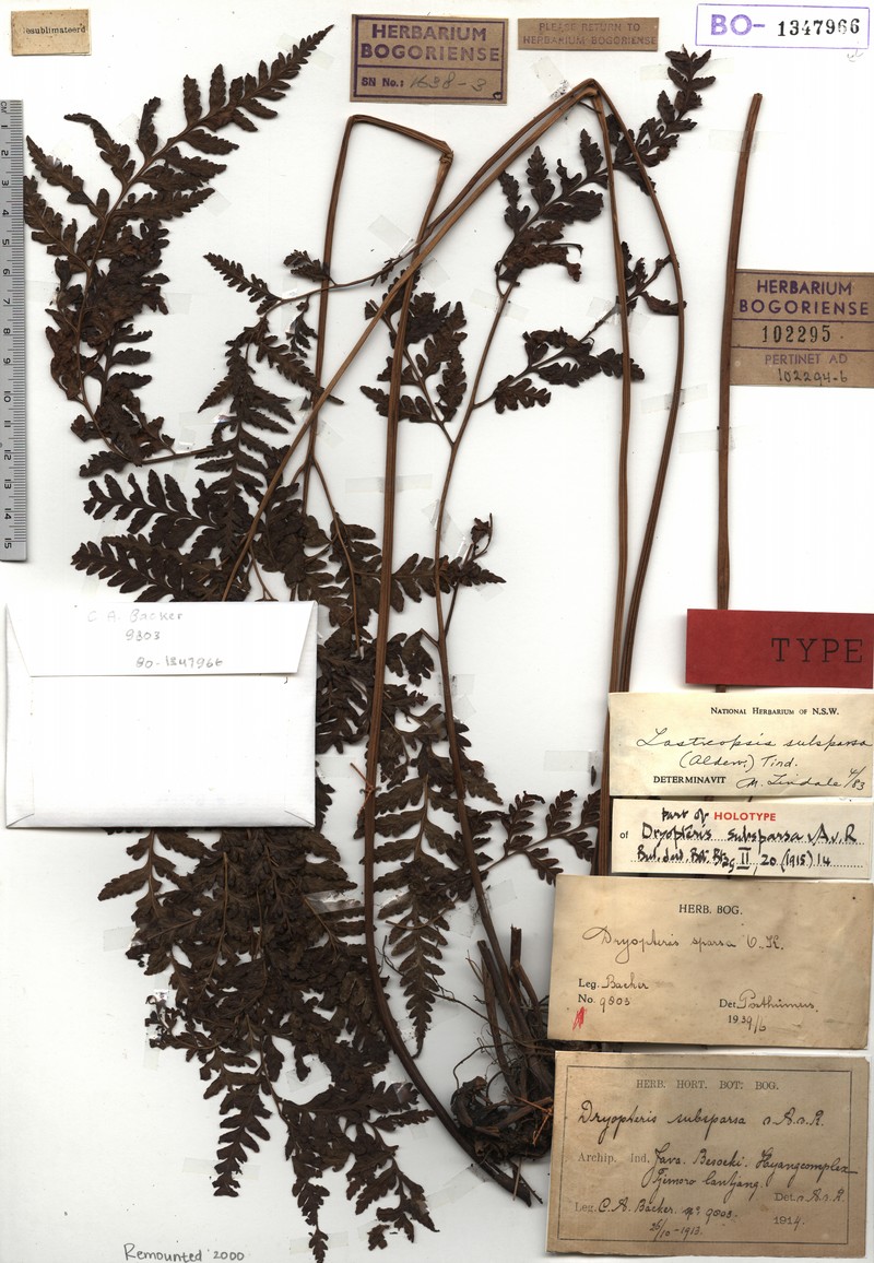 Lastreopsis subsparsa photo 3