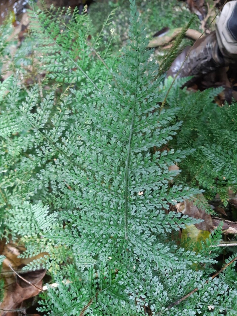 Lastreopsis tripinnata photo 2