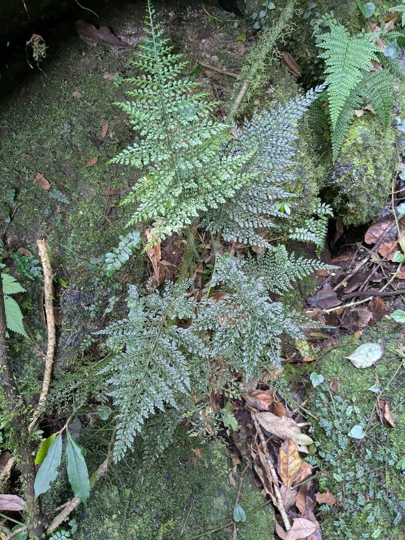 Lastreopsis tripinnata photo 3