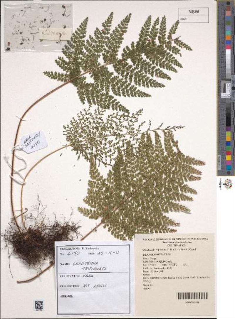 Lastreopsis tripinnata photo 5