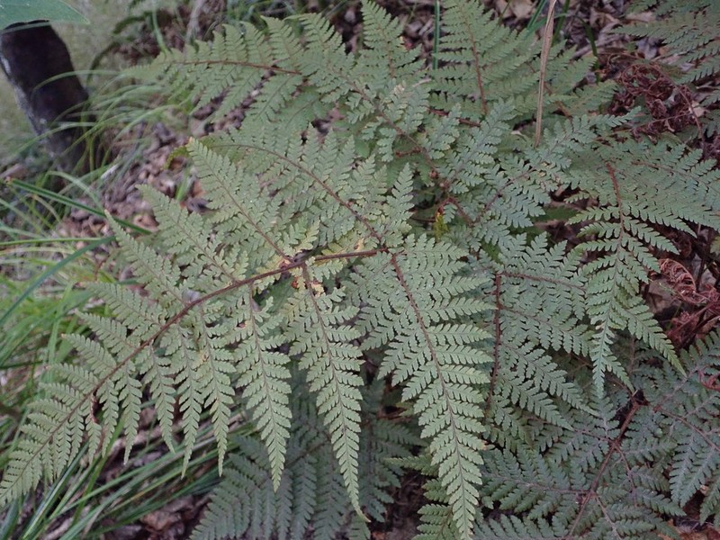Lastreopsis velutina