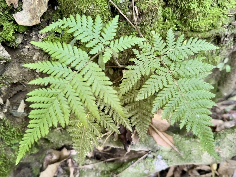 Lastreopsis velutina photo 2