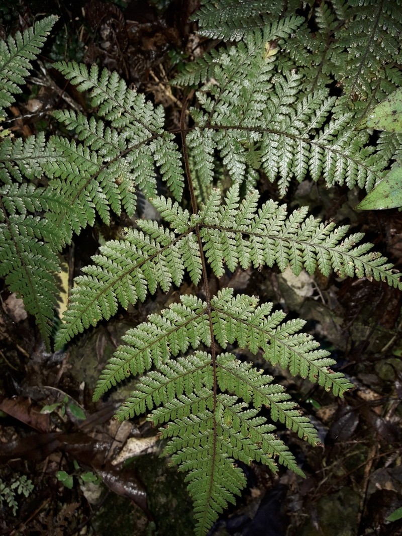 Lastreopsis velutina photo 3
