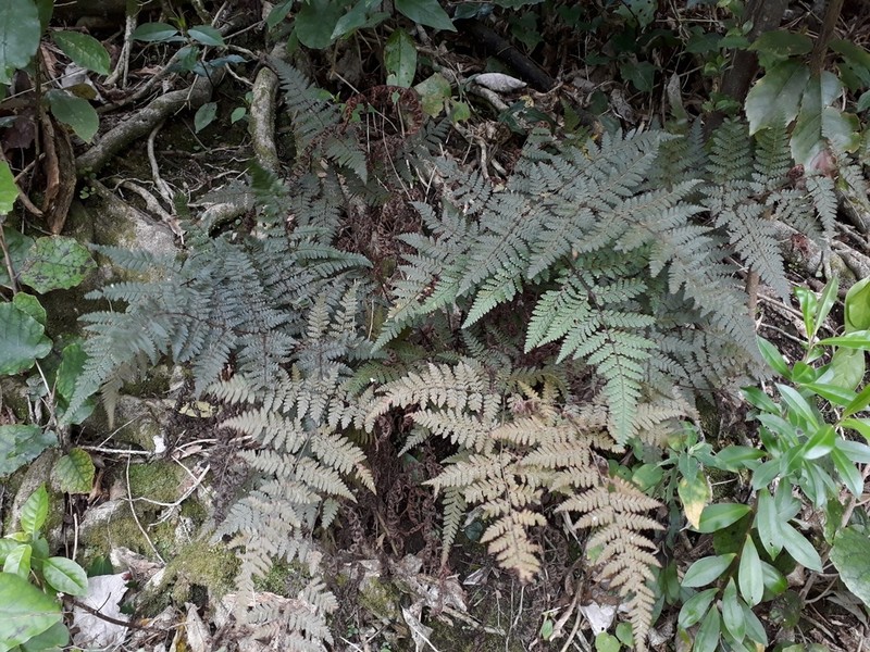Lastreopsis velutina photo 4