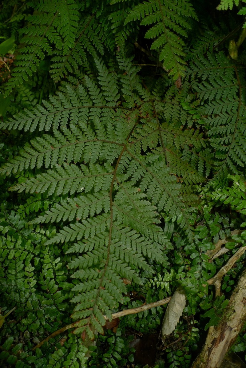 Lastreopsis velutina photo 5