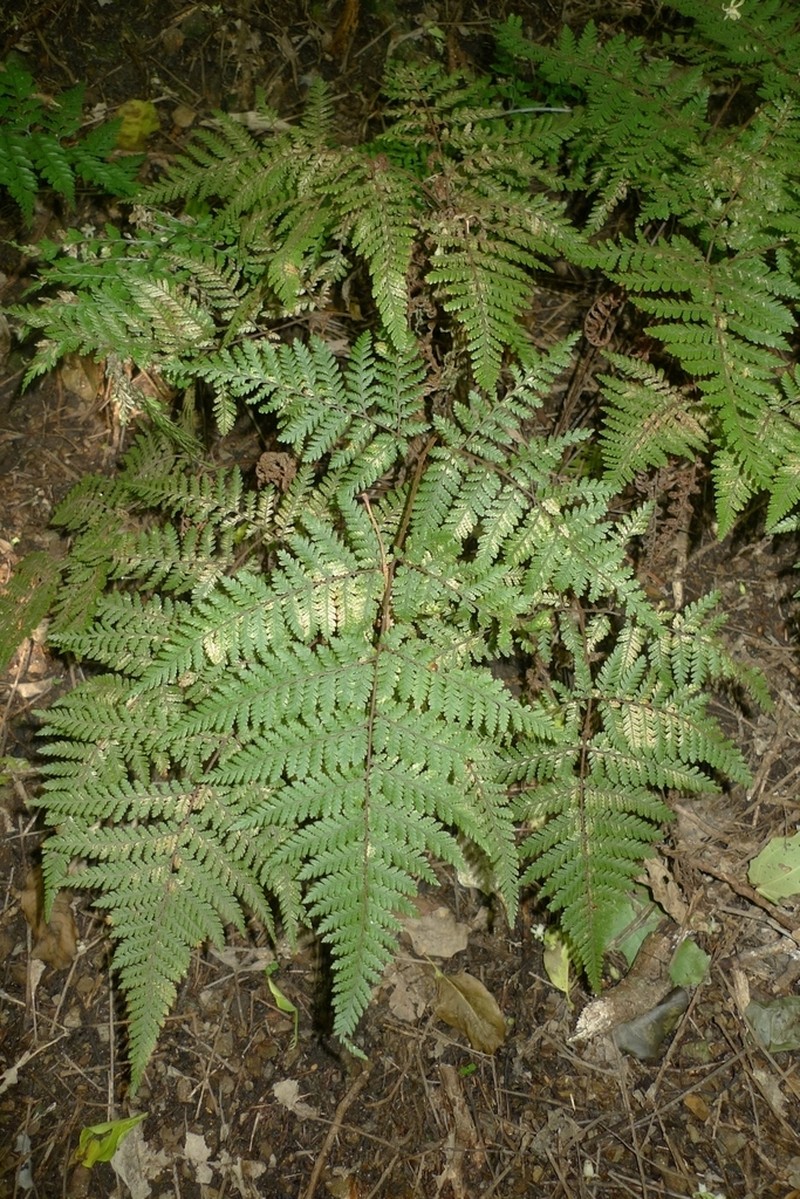 Lastreopsis velutina photo 6
