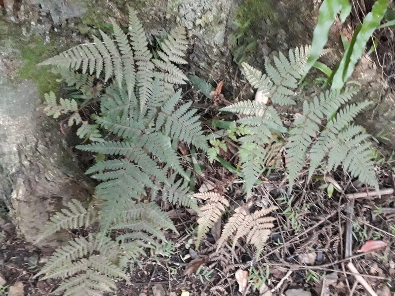 Lastreopsis velutina photo 8