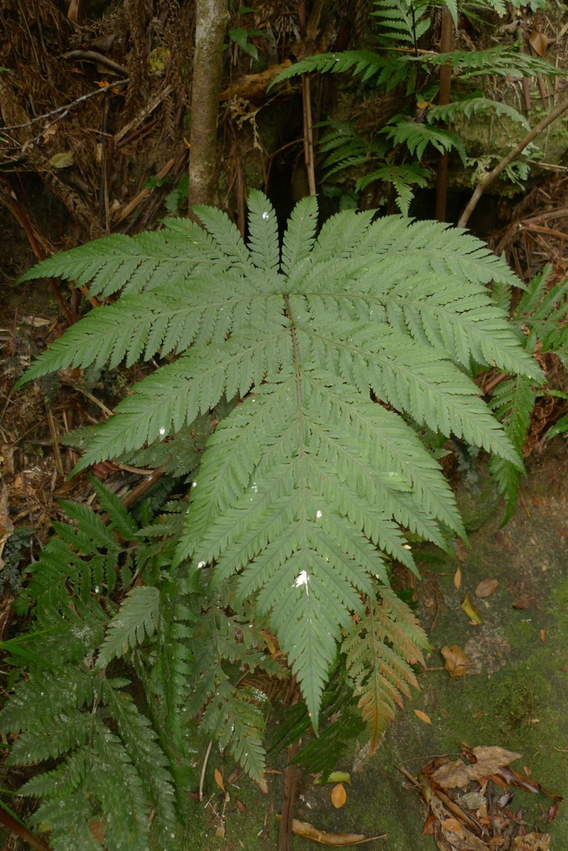 Lastreopsis vieillardii