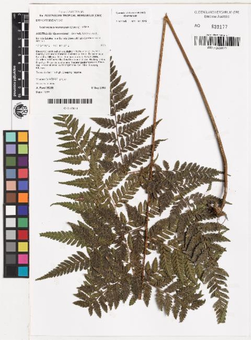 Lastreopsis wurunuran