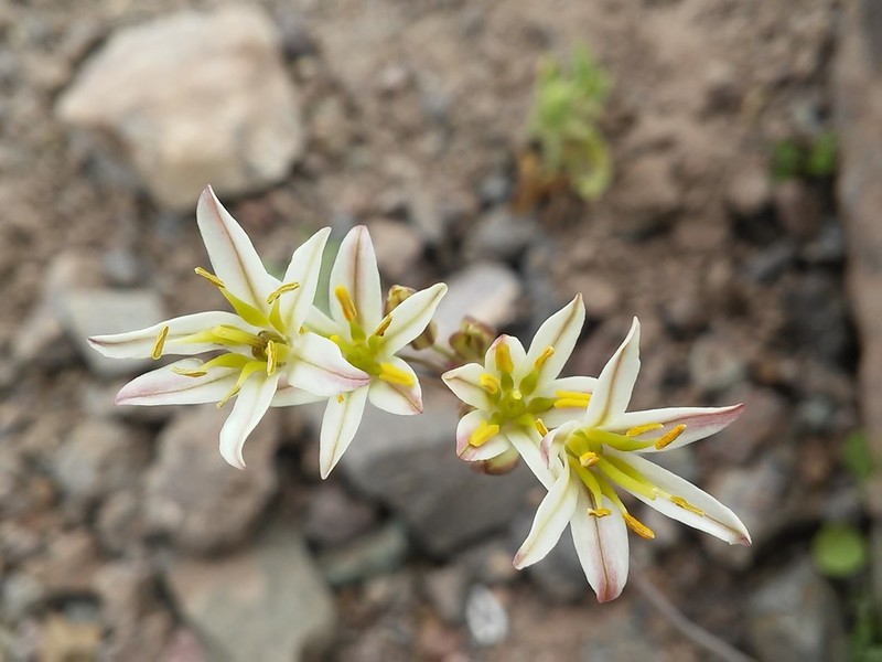Latace andina photo 2