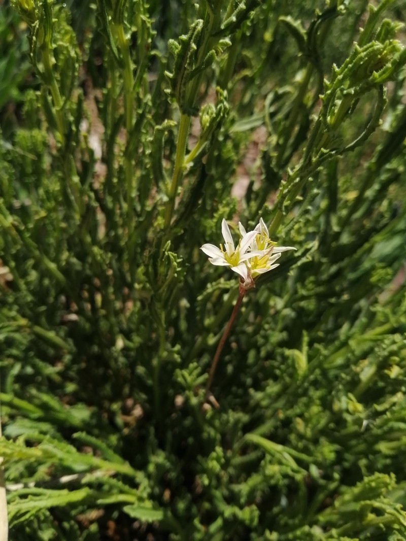 Latace andina photo 4