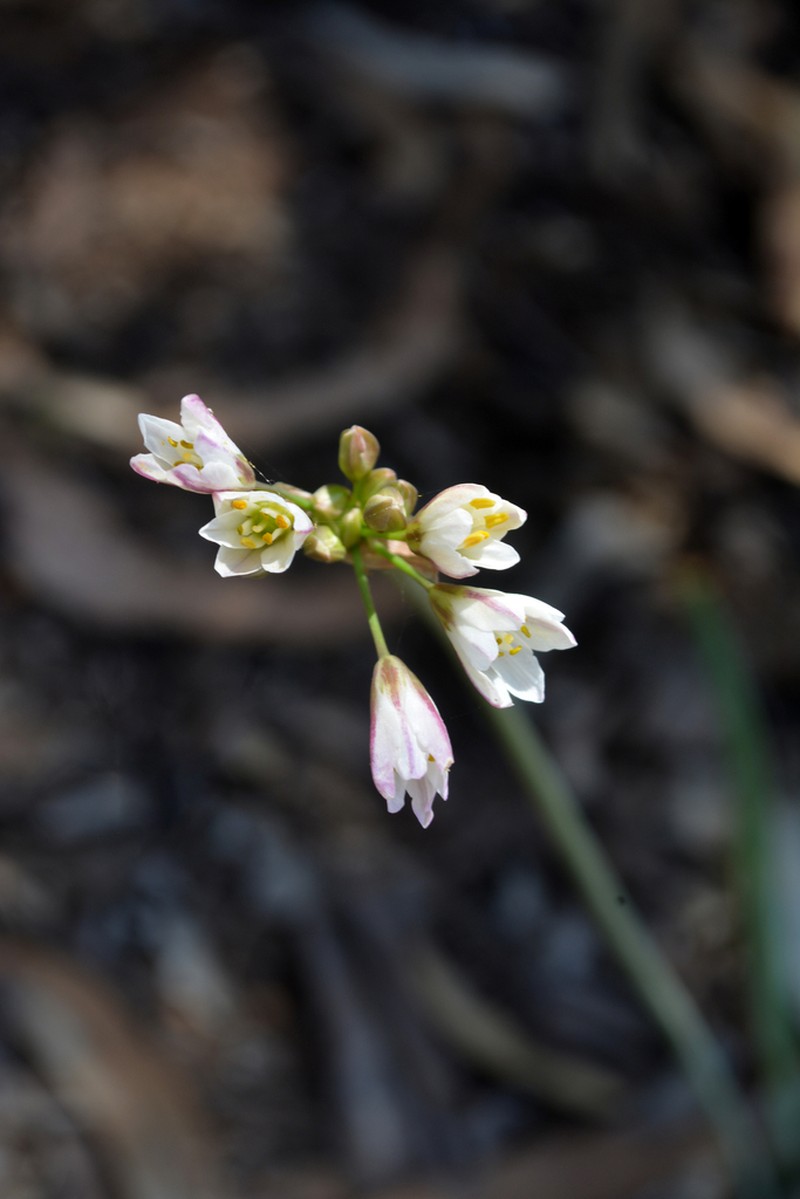 Latace serenense