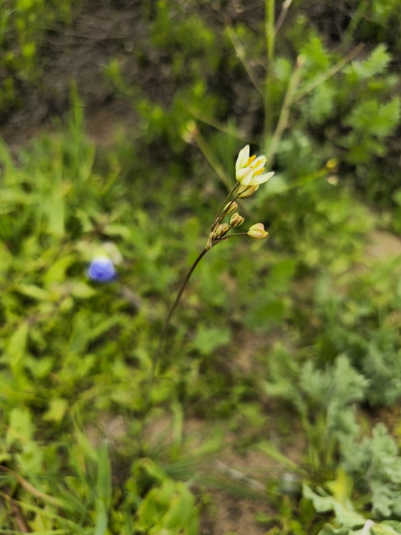 Latace serenense photo 3