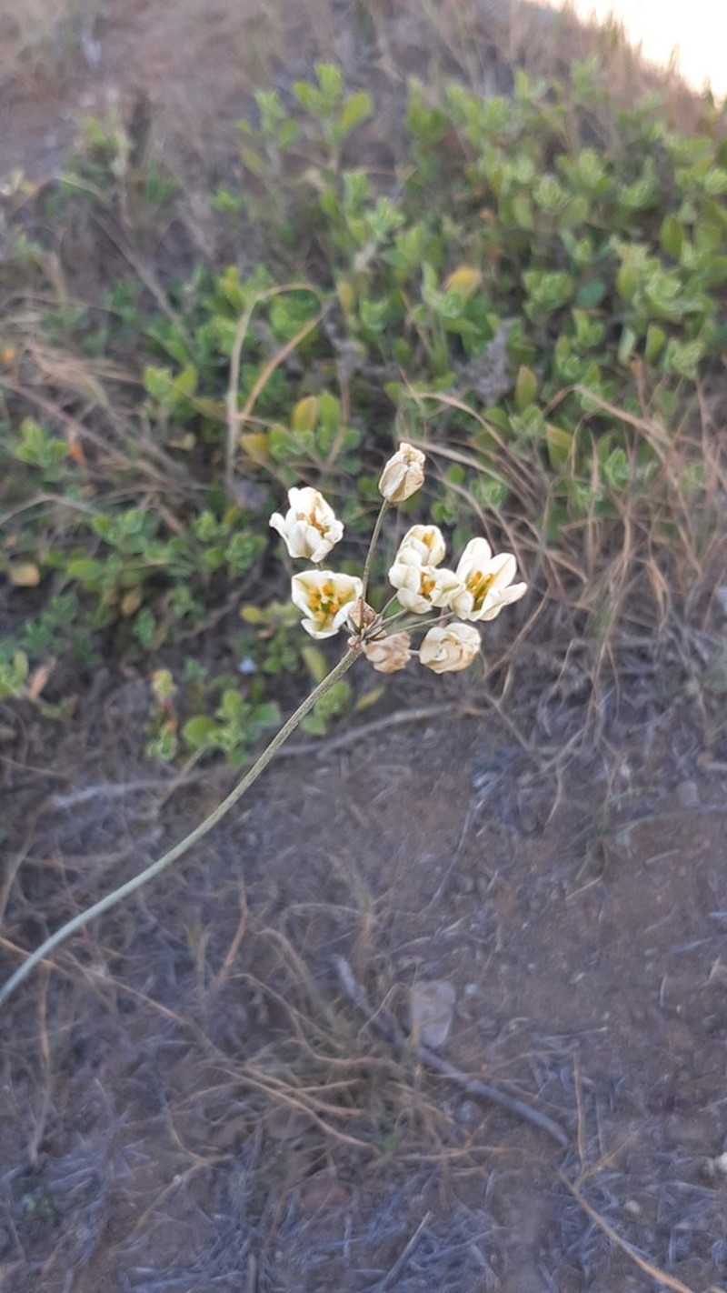Latace serenense photo 4