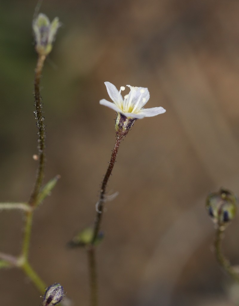 Delicate Gilia