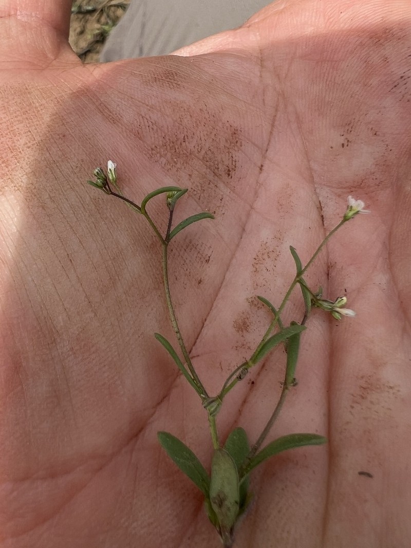 Delicate Gilia photo 2