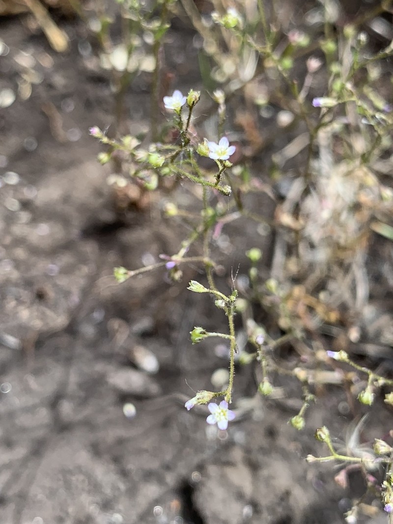 Delicate Gilia photo 3