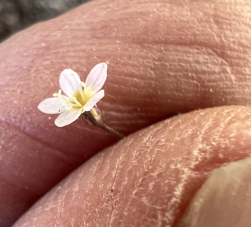 Delicate Gilia photo 4