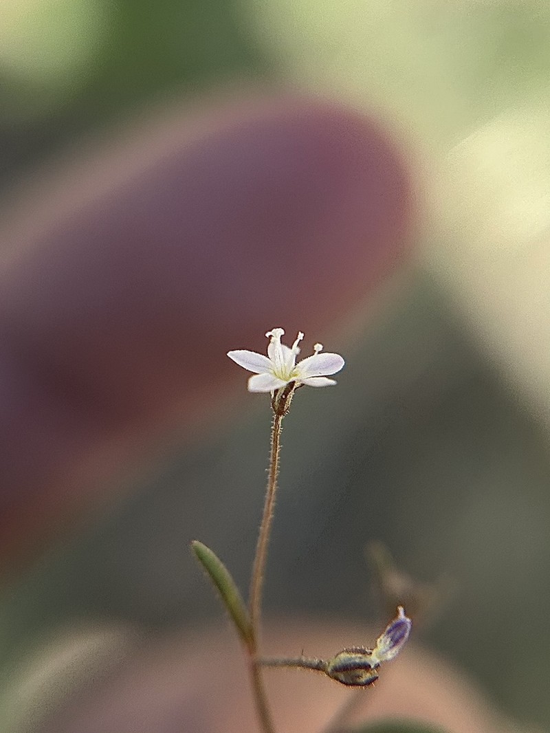 Delicate Gilia photo 5