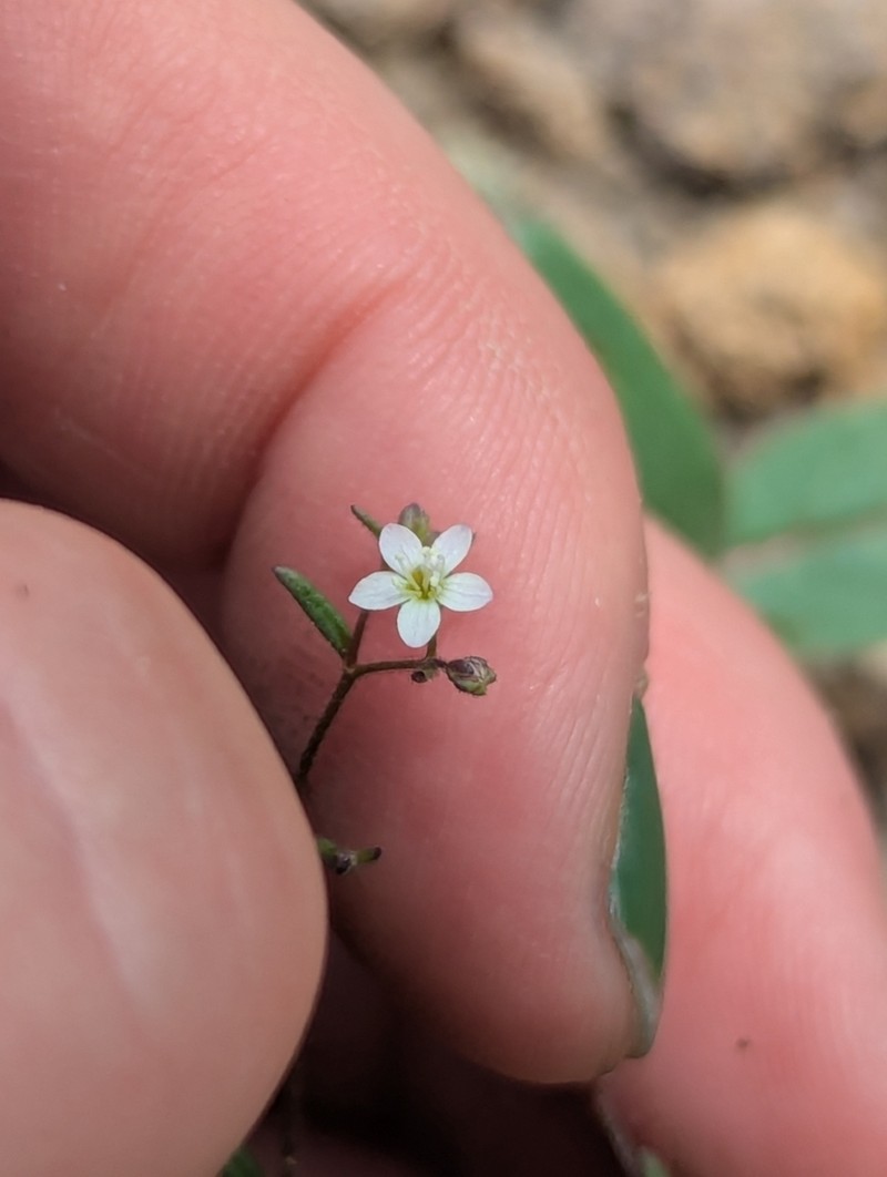 Delicate Gilia photo 6