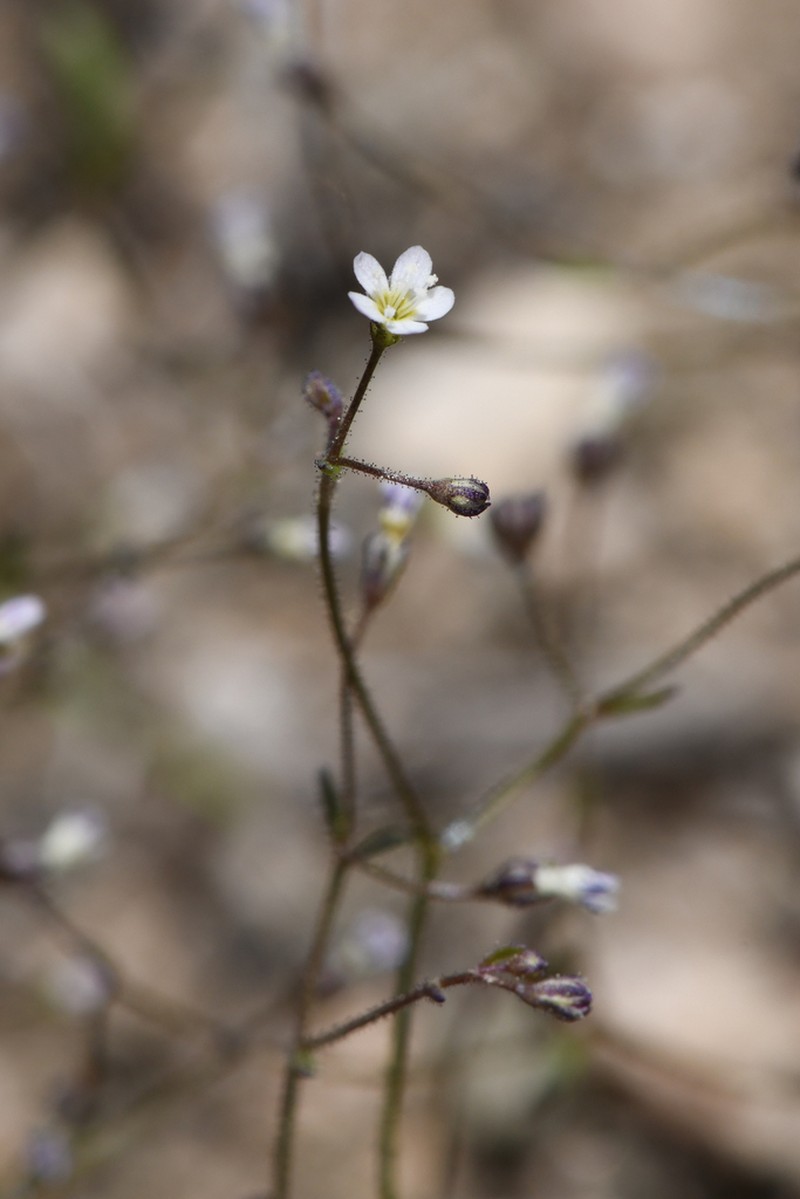 Delicate Gilia photo 7