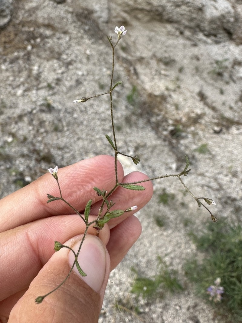 Delicate Gilia photo 8