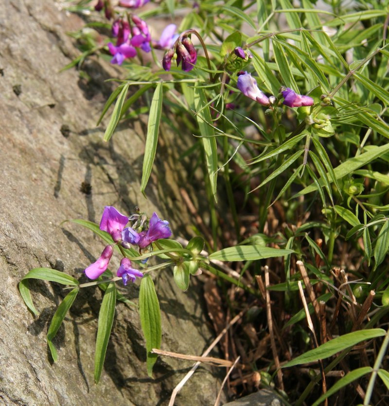 Lathyrus alpestris