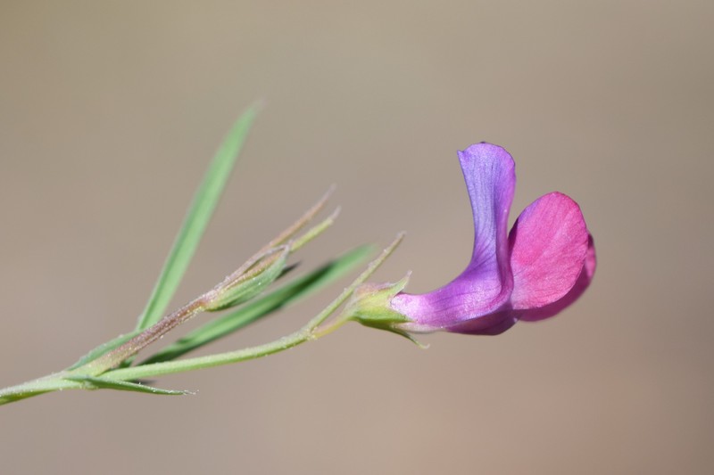 Angled Pea photo 2