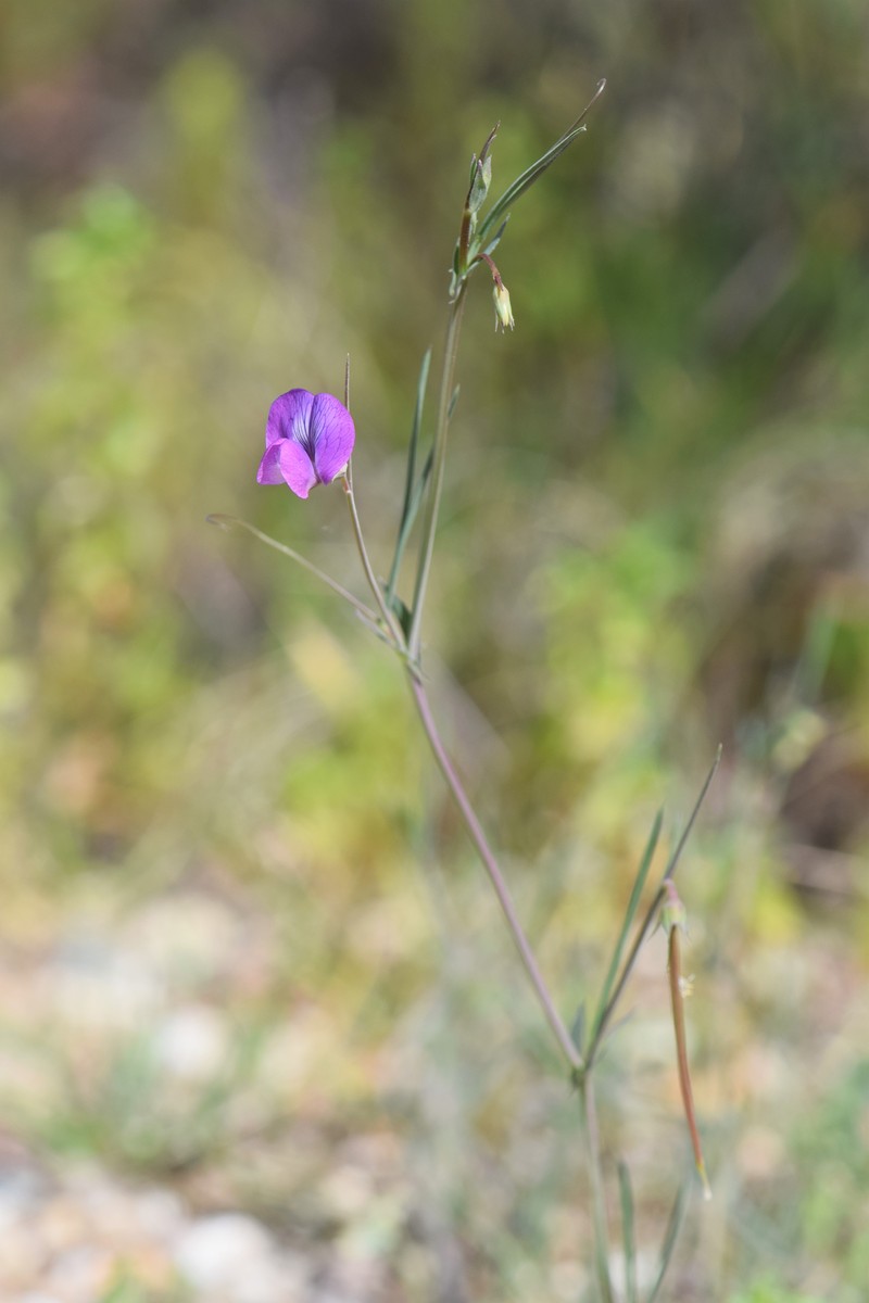 Angled Pea photo 3