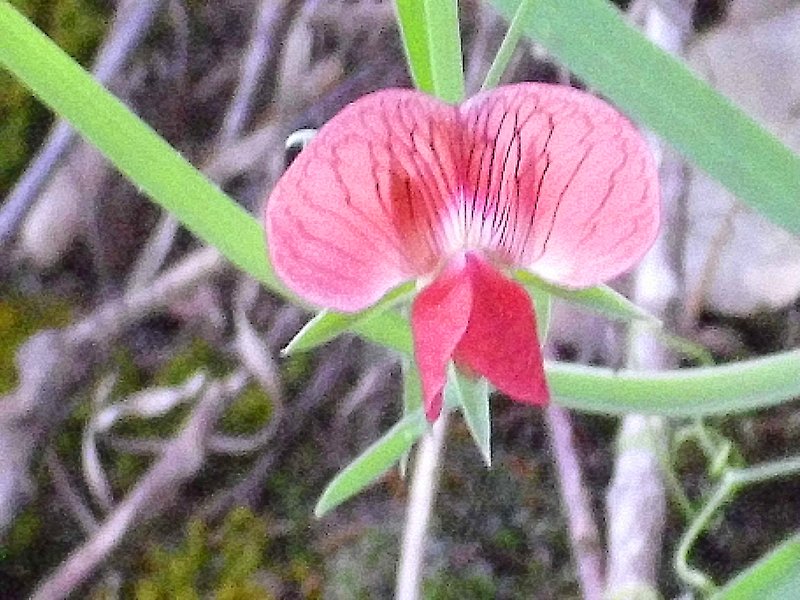 Angled Pea photo 4