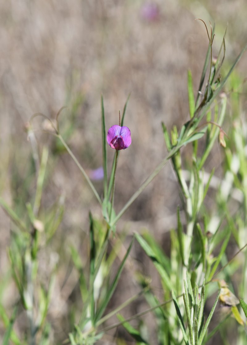 Angled Pea photo 5