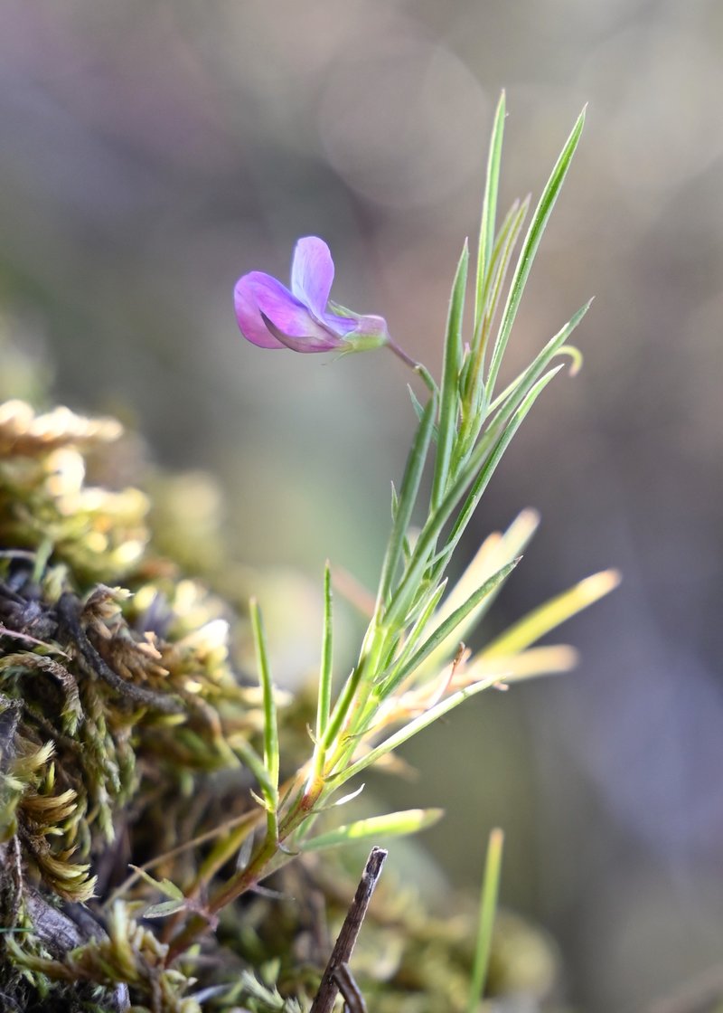 Angled Pea photo 6