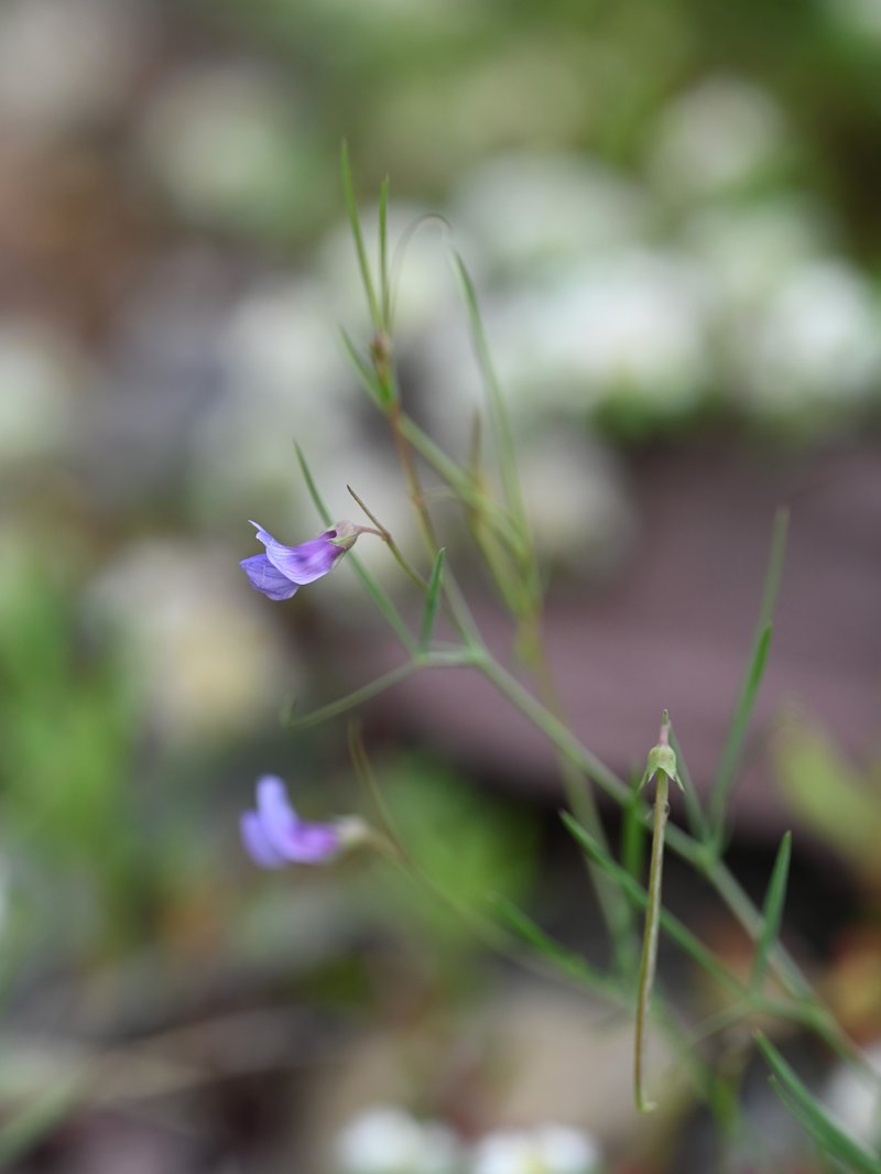 Angled Pea photo 8